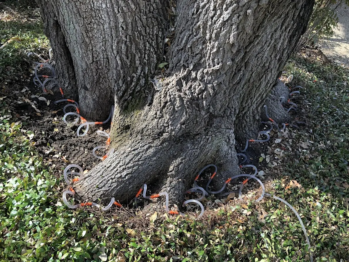 Detailed Tree Cabling and Bracing job site in Wilkinson