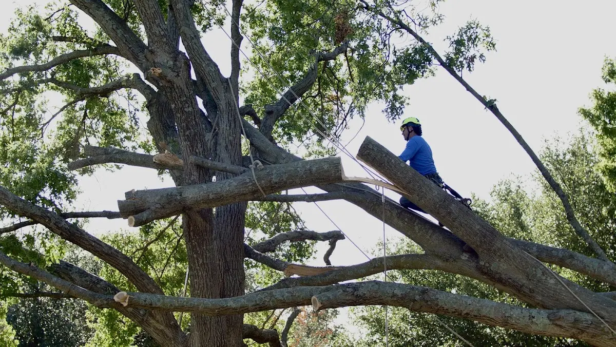 Professional Crown Thinning performed by certified arborists in Wilkinson