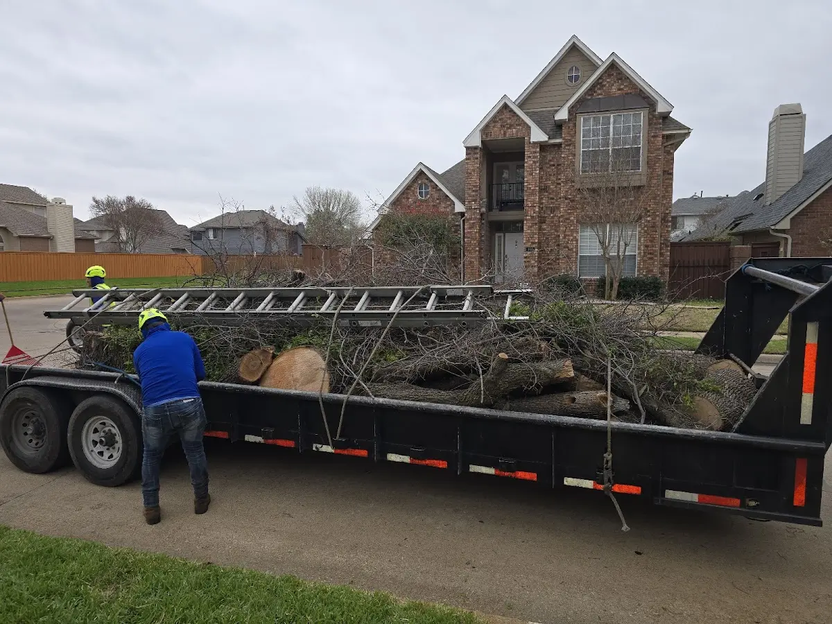 Expert Tree Removal with proper safety equipment in Wilkinson